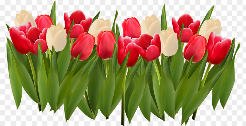 Hand-painted Tulip Stock Illustration Royalty-free PNG