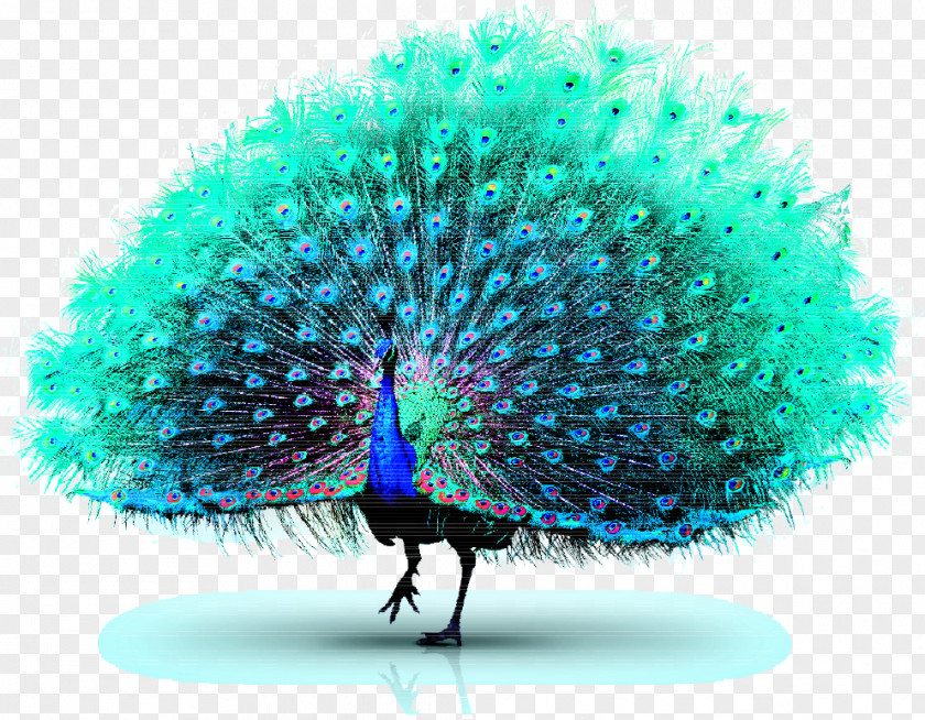 Peacock Asiatic Peafowl Green PNG