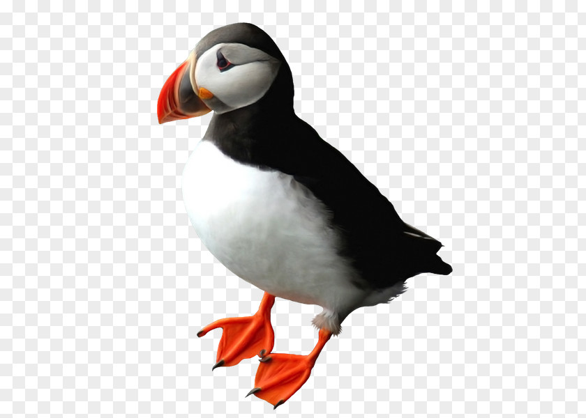 Penguin Puffin Beak Auk PNG