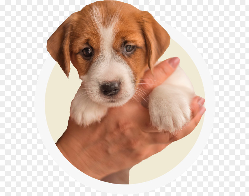 Puppy American Foxhound Dog Breed English Harrier Beagle PNG