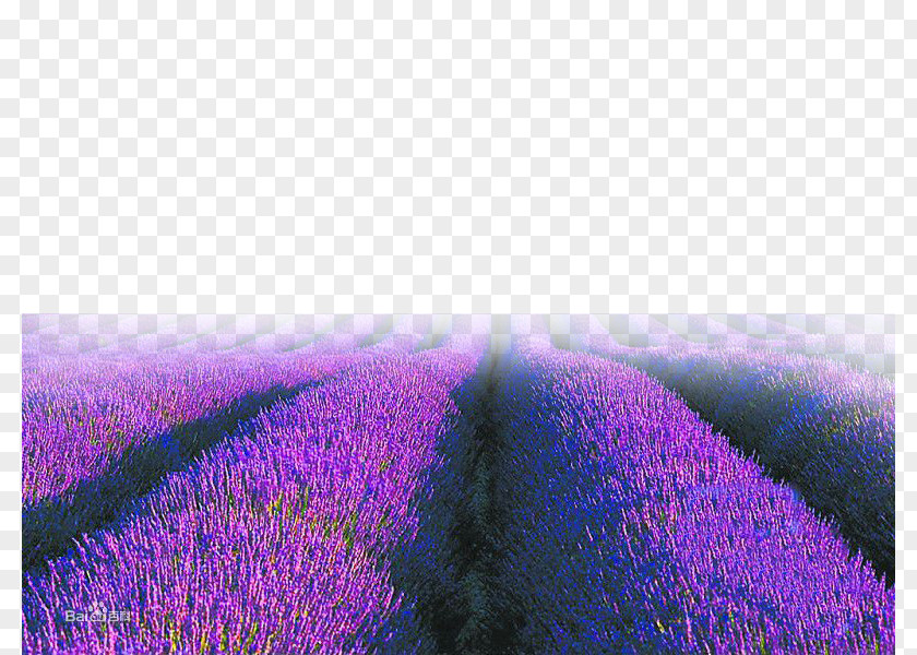 Purple Lavender English Sky Wallpaper PNG