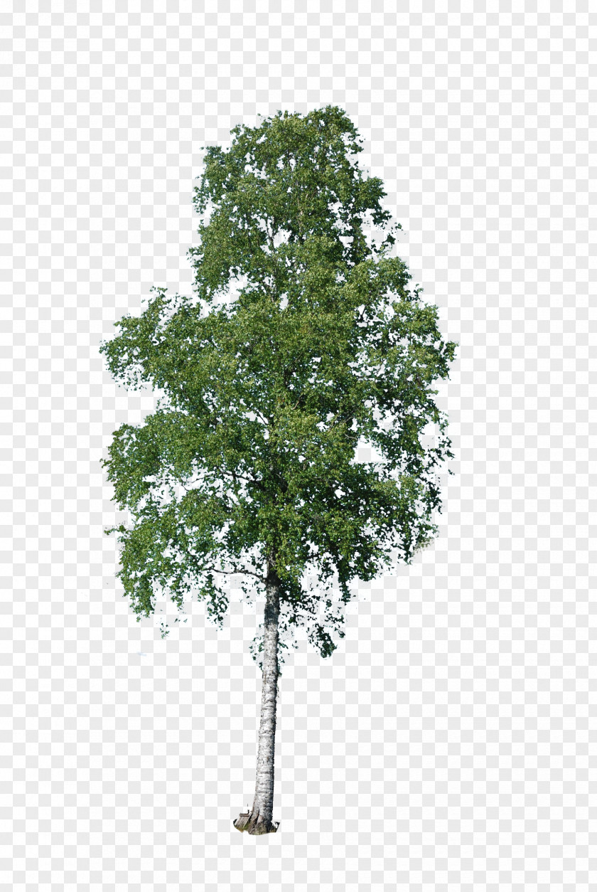 Tree Indochina Dragonplum Deciduous Plant PNG