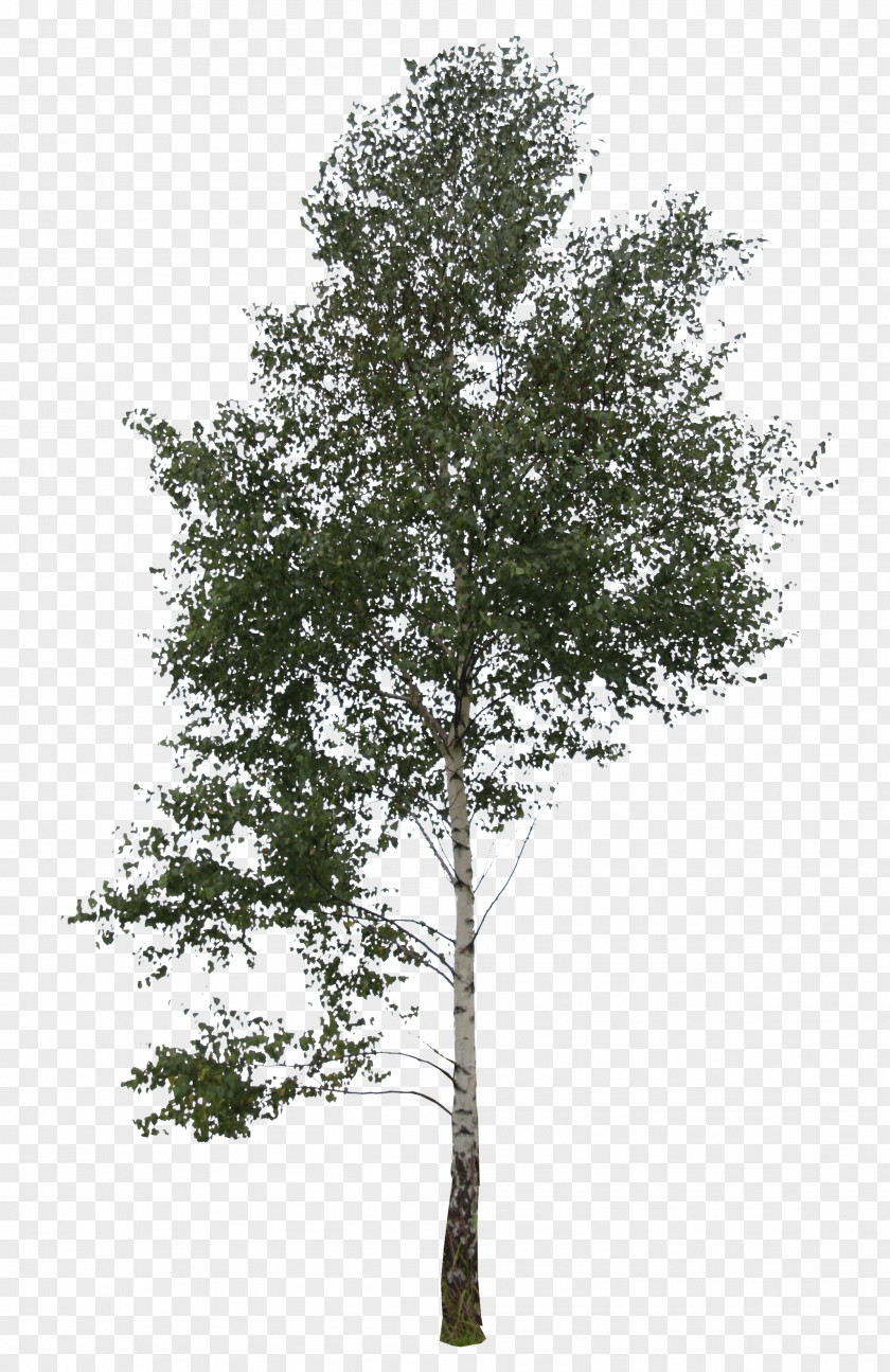 Tree Trees And Leaves Cutleaf Weeping Birch Silver Branch PNG