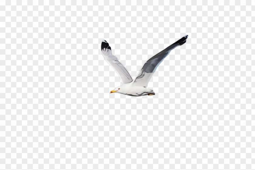 Water Bird Great Blackbacked Gull White Beak Seabird PNG