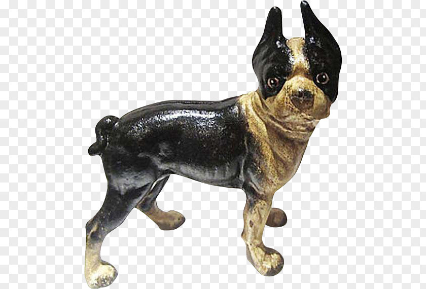 BOSTON TERRIER Boston Terrier Dog Breed Companion Non-sporting Group Snout PNG
