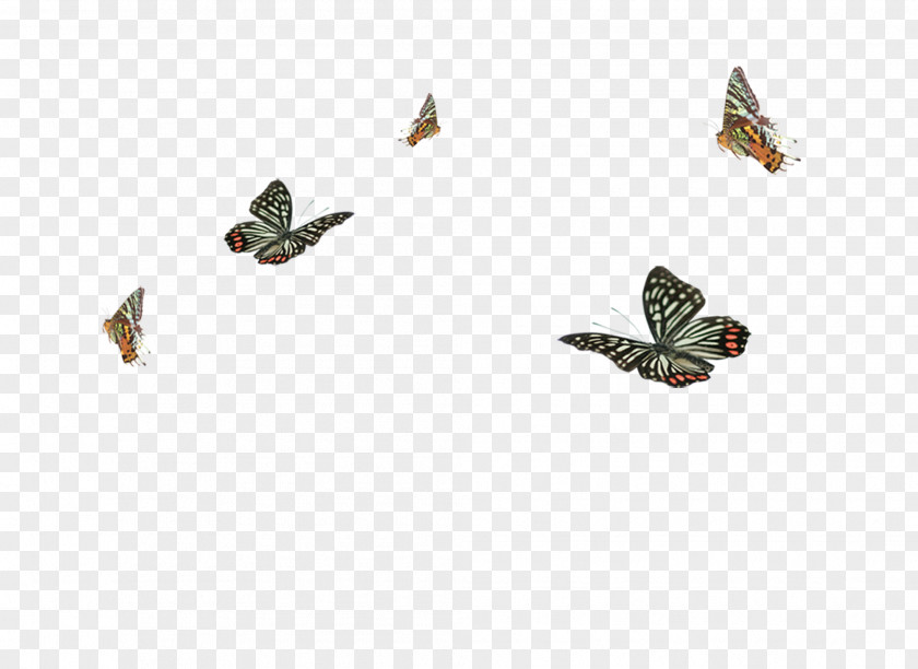 Butterfly Clip Art PNG