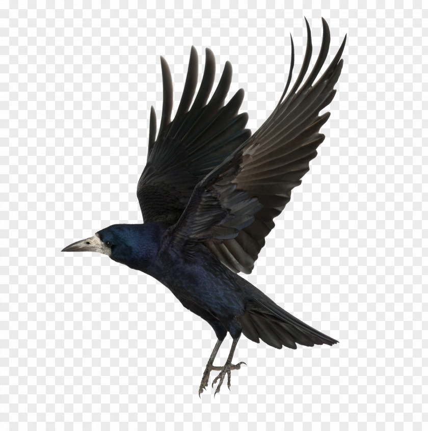 Crow Common Raven As The Flies Clip Art PNG