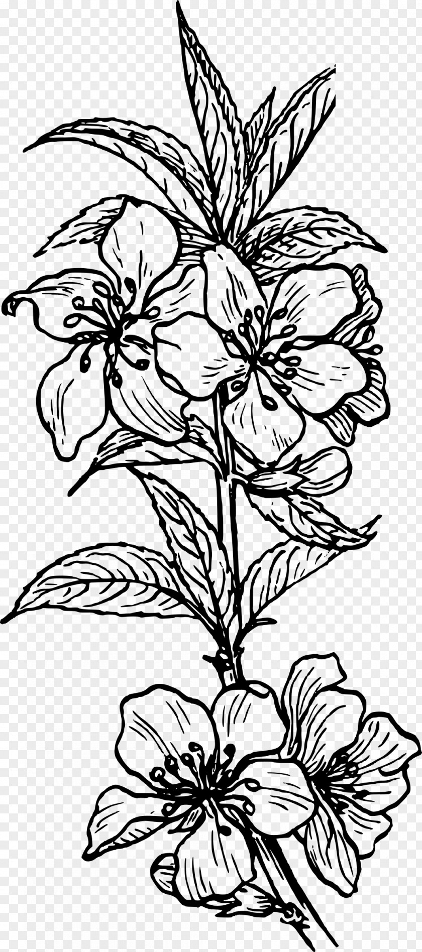 Drawing Plant Clip Art PNG