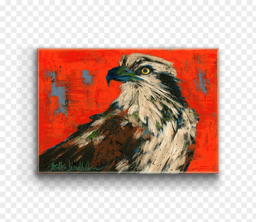 Eagle Bald Hawk Art Bird PNG