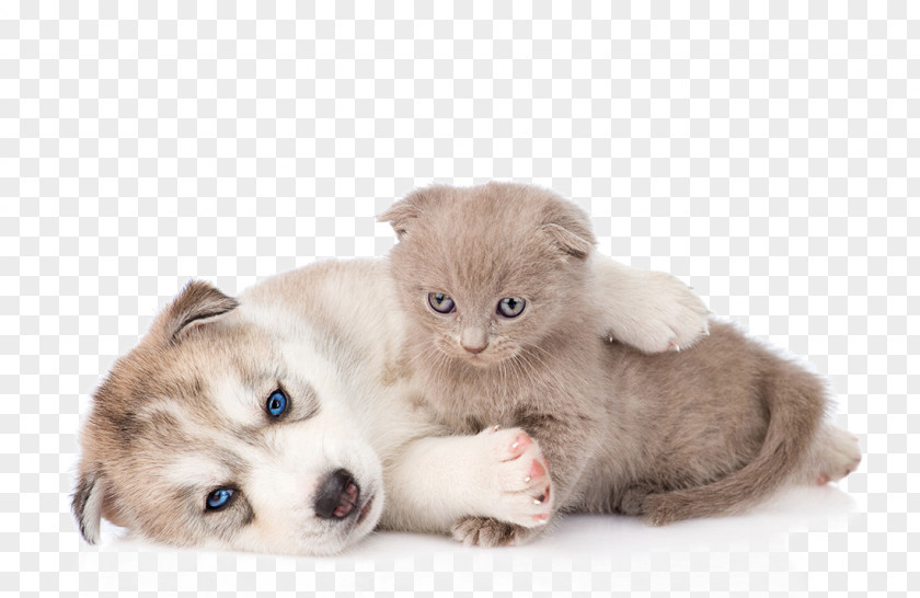 Hug Kitten Siberian Husky Cat Puppy PNG
