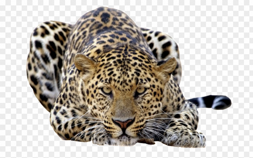 Leopards Felidae Amur Leopard Javan Lion PNG