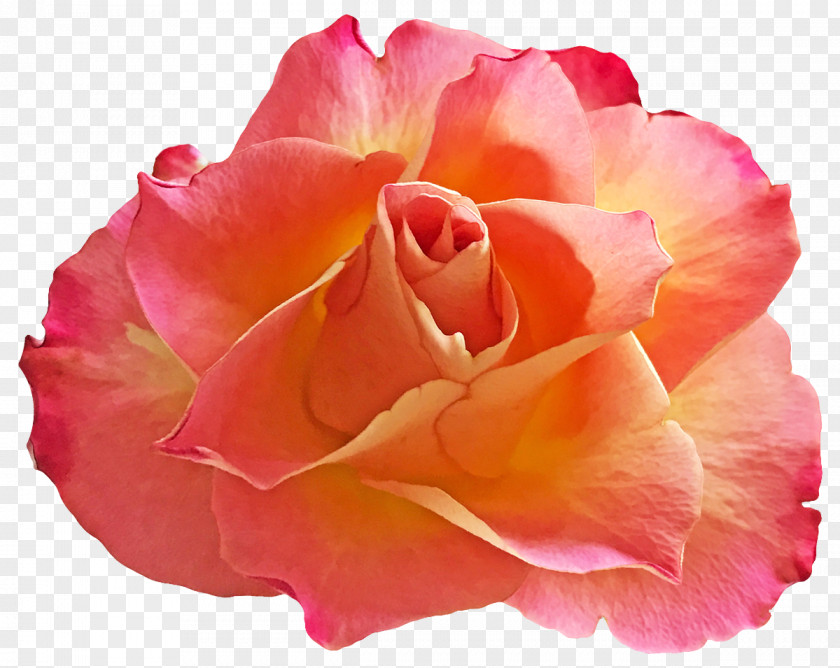 Sneeze/ Garden Roses Centifolia Floribunda Cut Flowers Petal PNG