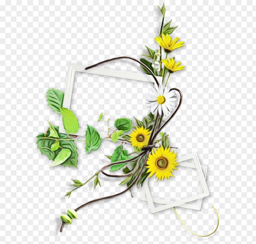 Wildflower Chamaemelum Nobile Flowers Background PNG