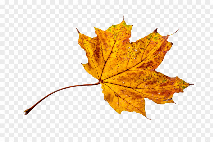 Autumn Leaf Color Light Yellow PNG
