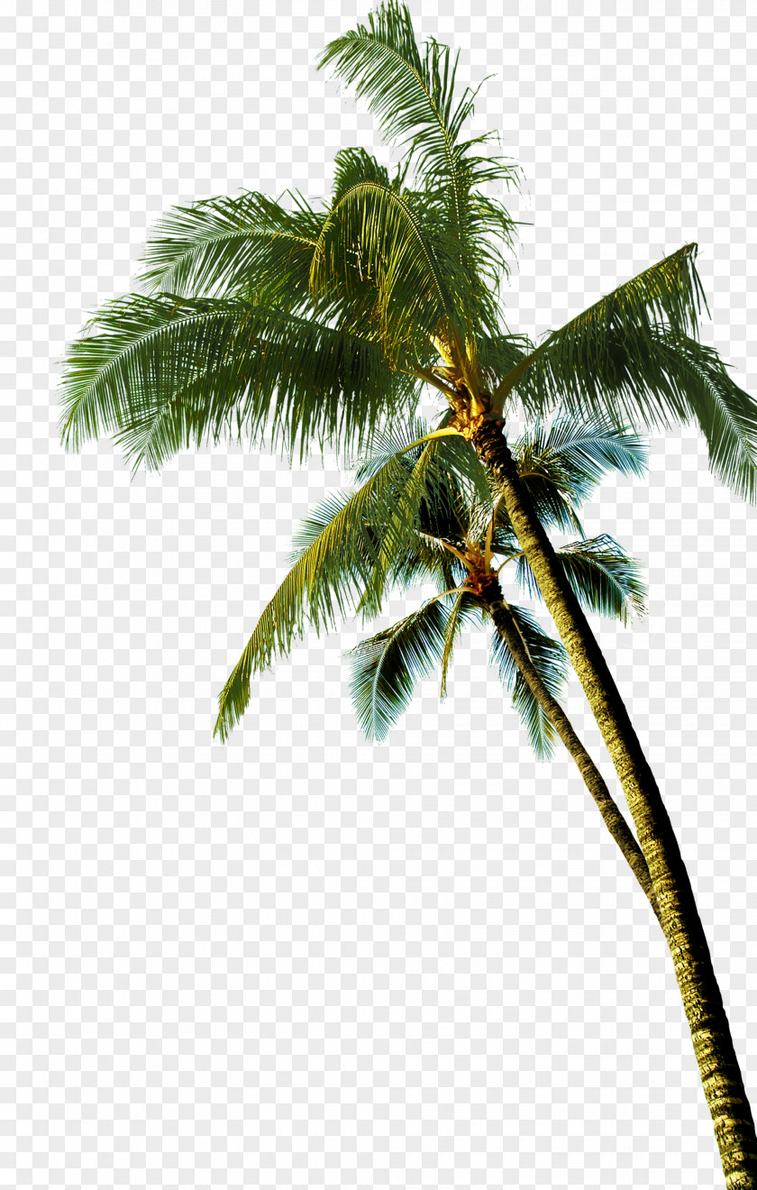 Coconut Tree Asian Palmyra Palm PNG