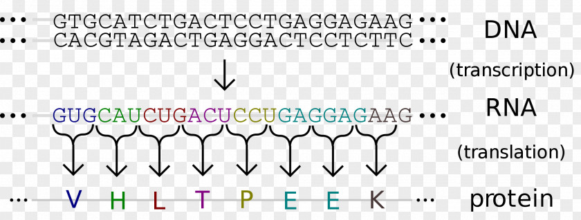 Information Technology Background DNA RNA Genetics Nucleic Acid Sequence Sequencing PNG
