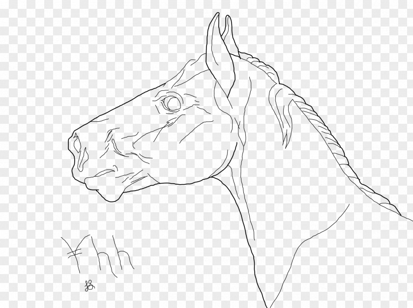 Mustang Art Drawing Gray Wolf Sketch PNG