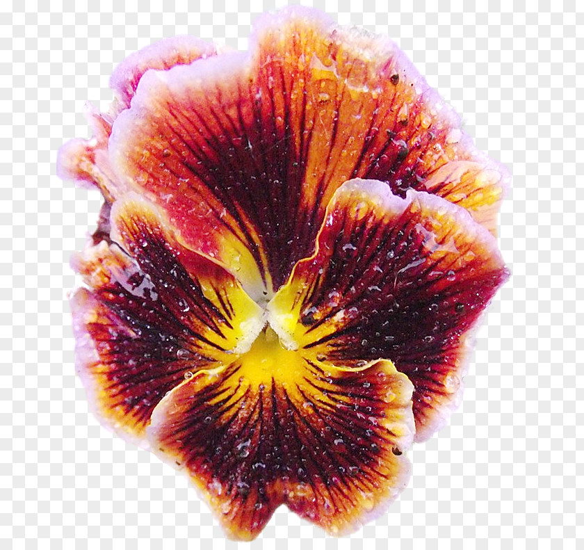 Pansy Petal Flower PNG