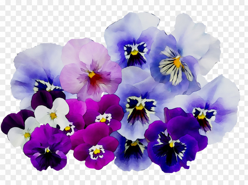 Pansy PNG