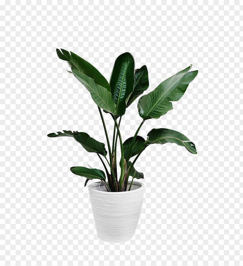 Potted Green Plants Arecaceae Plant Leaf Palm Branch PNG