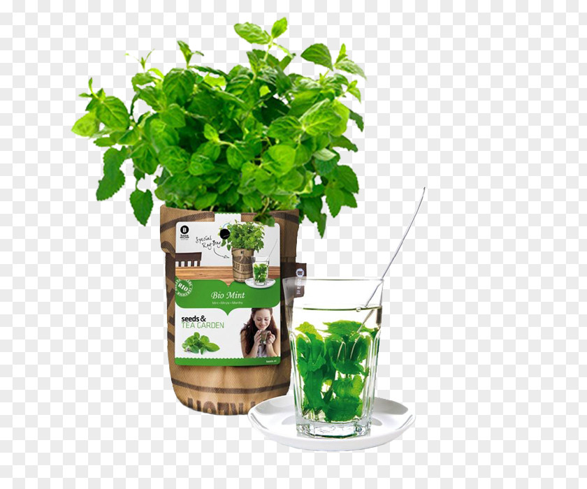 Tea Garden Herb Seed PNG