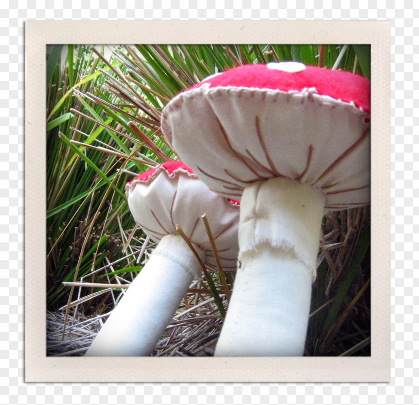 Toadstools Agaricaceae PNG