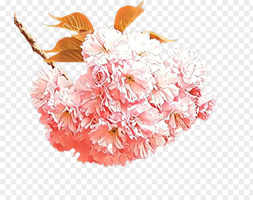 Cherry Blossom Peach PNG