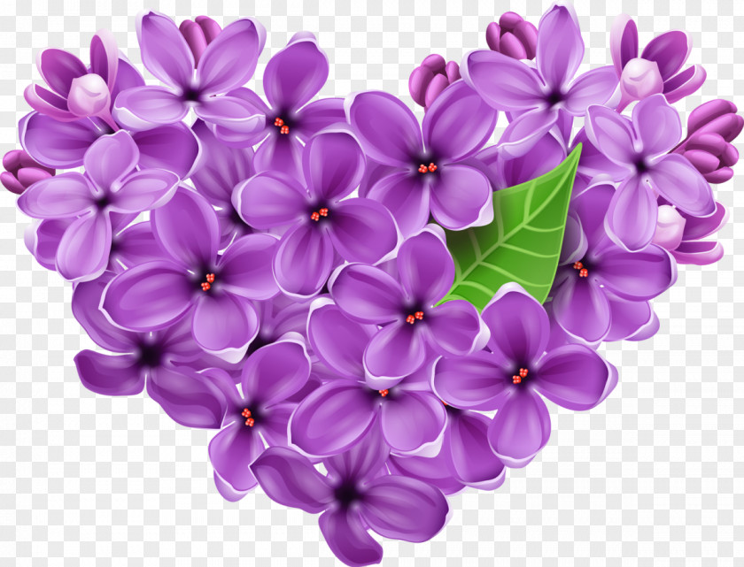 Lilac Common Heart Flower Clip Art PNG