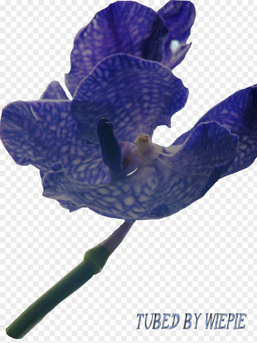 Purple Orchid Flowering Plant PNG