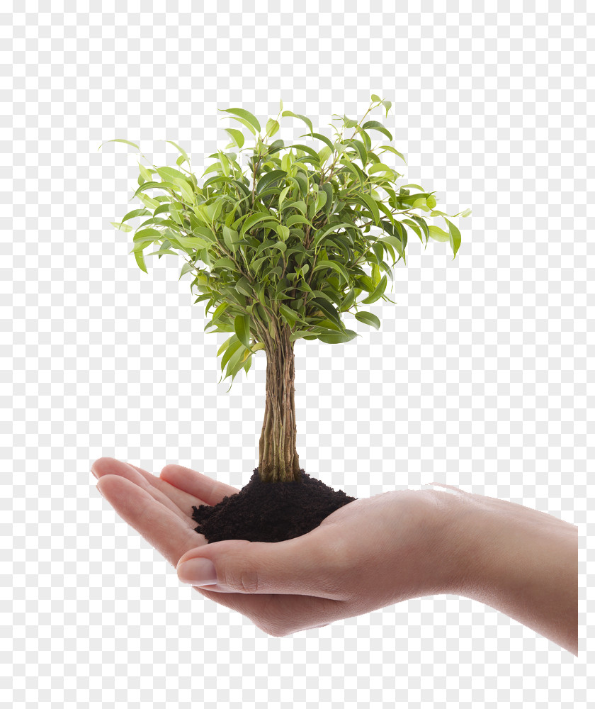 Tree Stock Photography Bonsai PNG