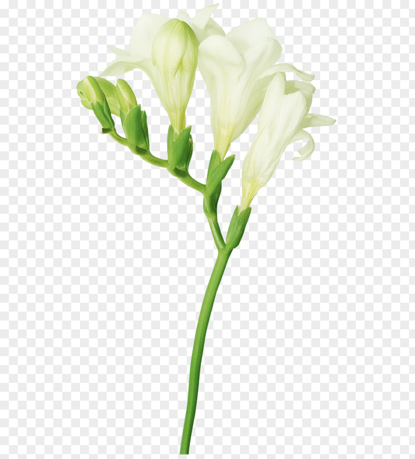 White Flower Freesia Bud Clip Art PNG