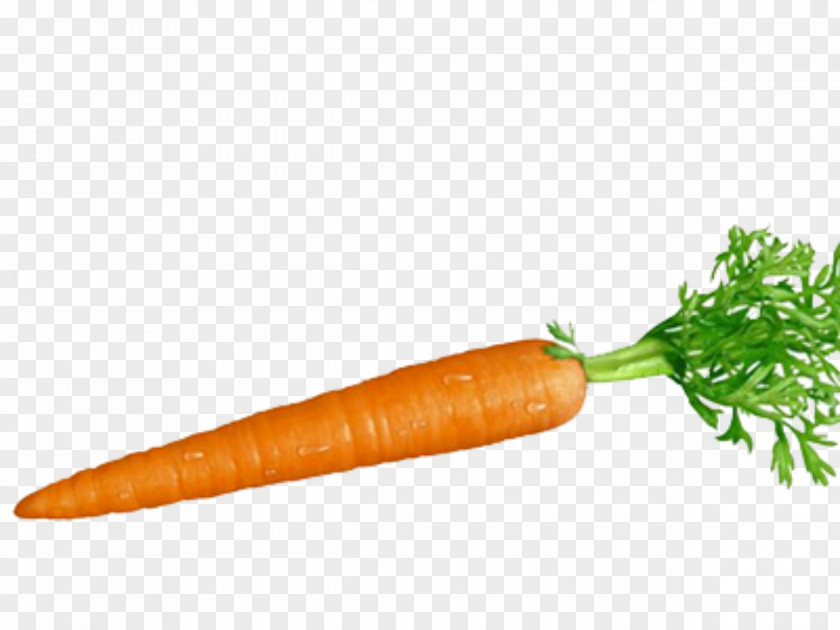 Carrot And Stick Root Vegetables Food PNG
