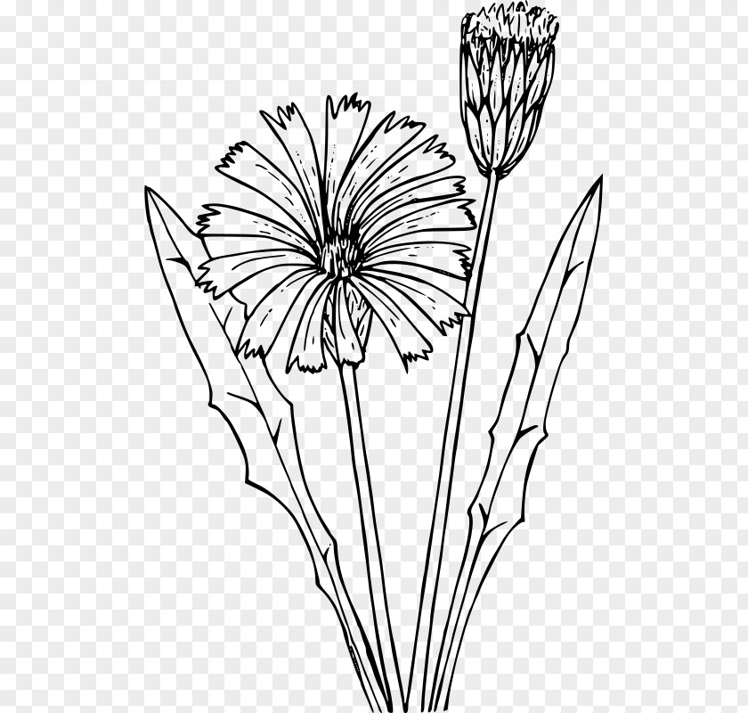 Dandelion Common Coloring Book Flower Drawing Flatweed PNG