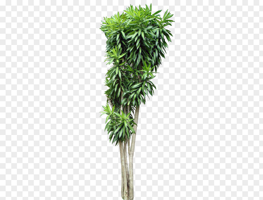 Dracaena Reflexa Trunk Tree Shrub Tropical Woody Bamboos PNG