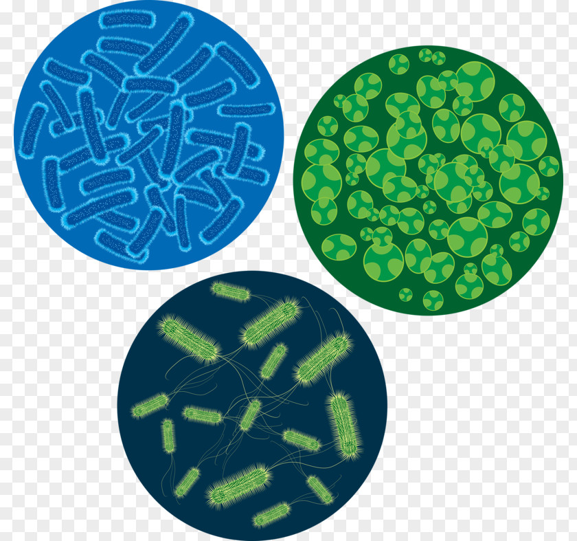 FIG Bacteria Microscope Virus Cell Euclidean Vector PNG