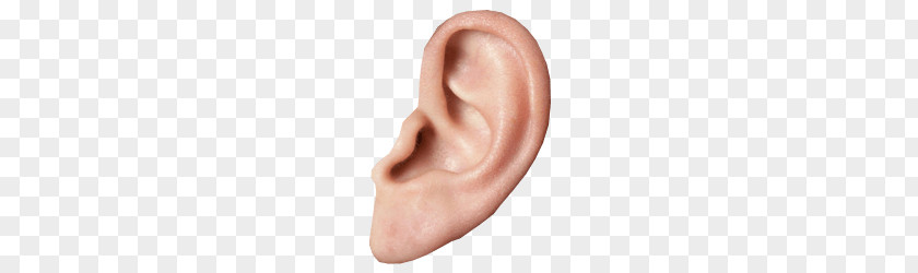 Small Ear PNG Ear, human ear clipart PNG