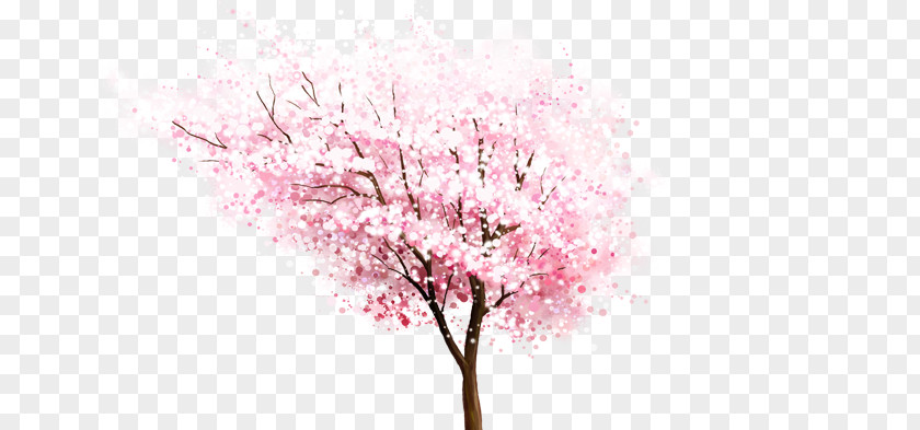 Cherry Blossoms Blossom Download Computer File PNG