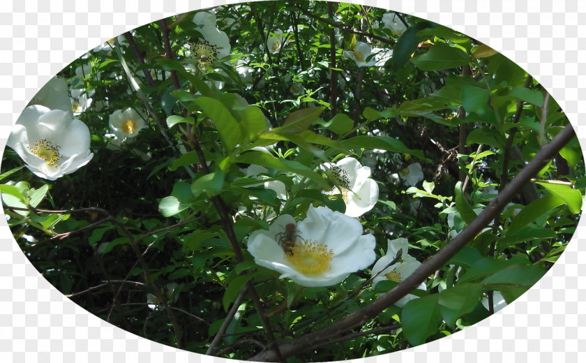 Climbing Rose Flora Family Wildflower PNG