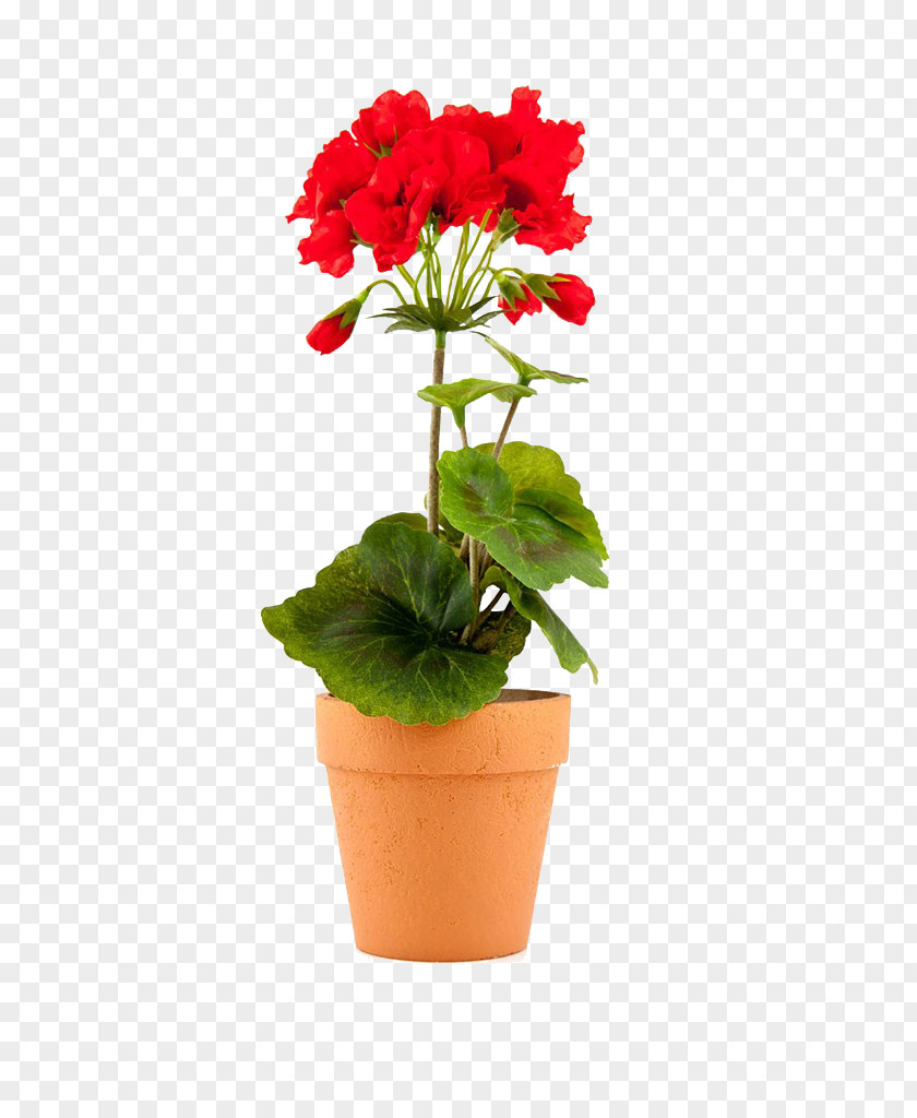 Geranium Flowerpot Geraniums Stock Photography Stock.xchng PNG