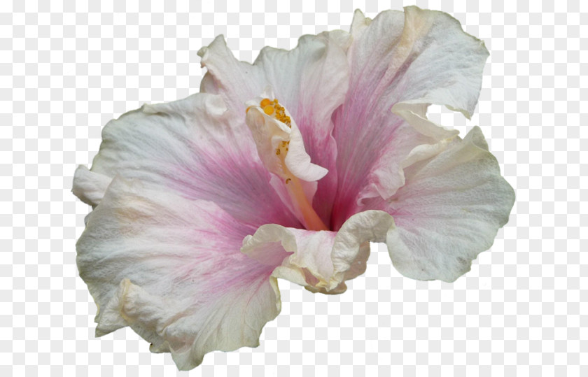 Hibiscus White Shoeblackplant Tea Rosemallows Image PNG