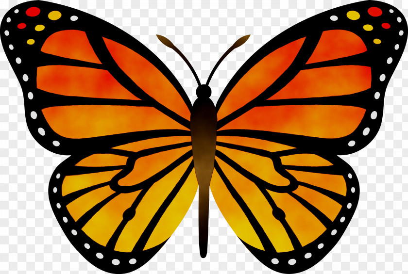 Butterfly Clip Art Vector Graphics Transparency PNG