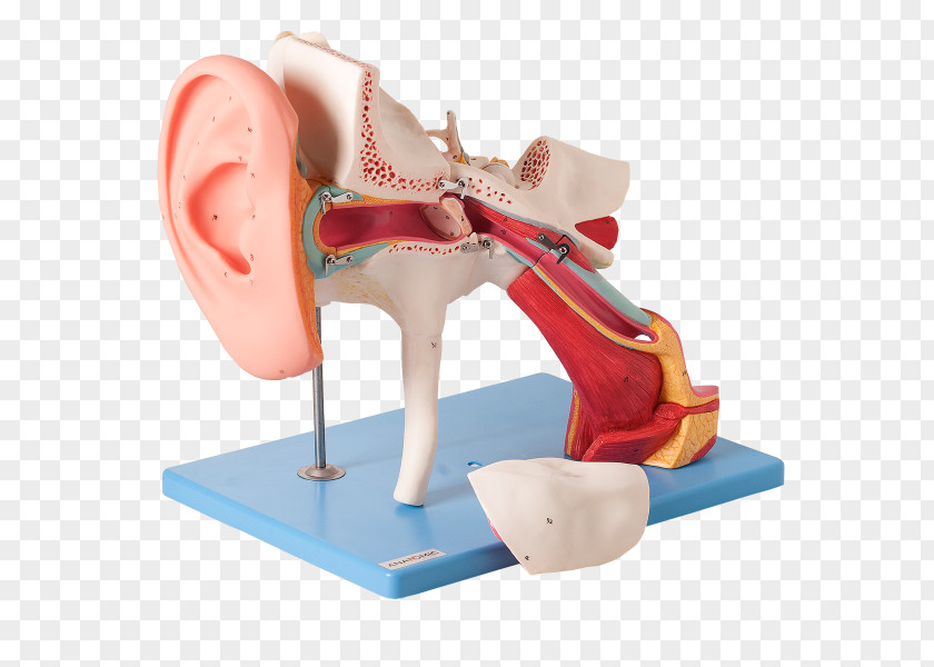 Classic Ear Canal Eardrum Outer Auditory System PNG