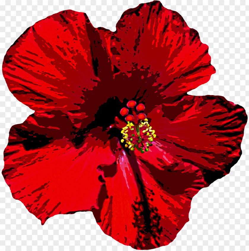 Hibiscus Mallows Common Shoeblackplant Flower Red PNG