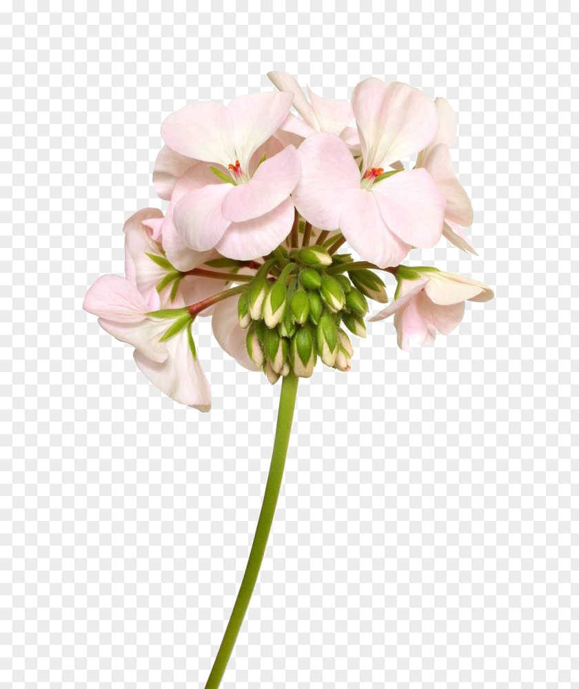 Light Pink Geranium Flower Photography Clip Art PNG