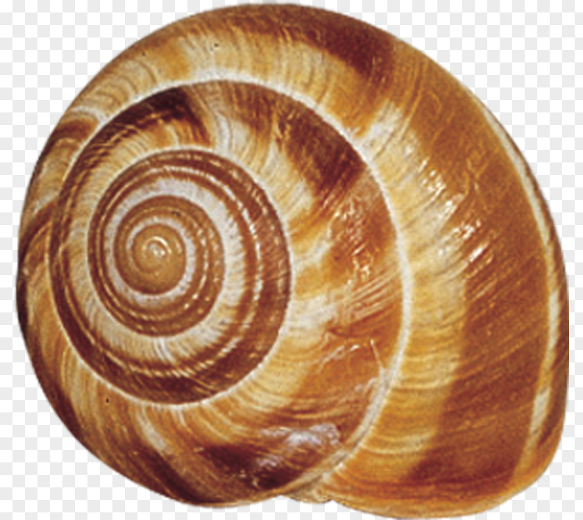 Shells Gastropods Murex Seashell Gastropod Shell Snail PNG