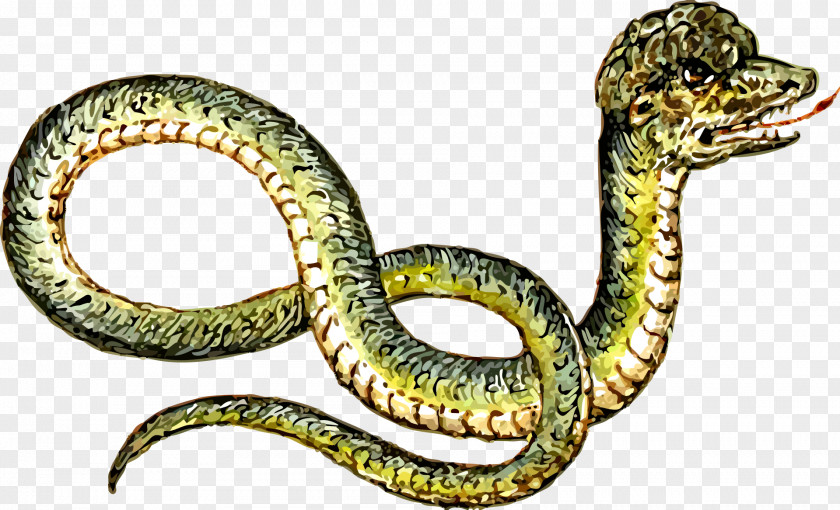 Snakes Snake Reptile Clip Art PNG
