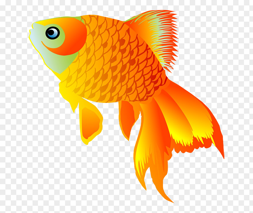 Goldfish Vector Image Drawing Animation PNG