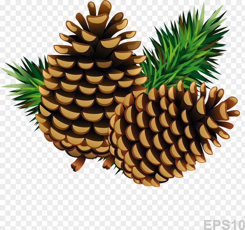 Pine Cone Conifer PNG