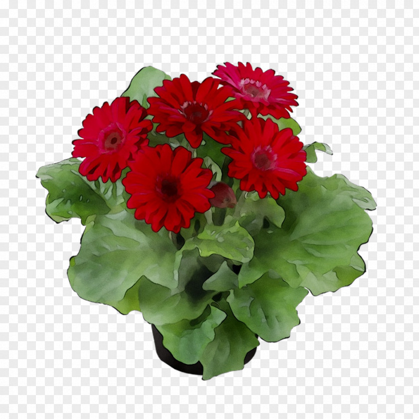 Transvaal Daisy Floral Design Cut Flowers Chrysanthemum Annual Plant PNG