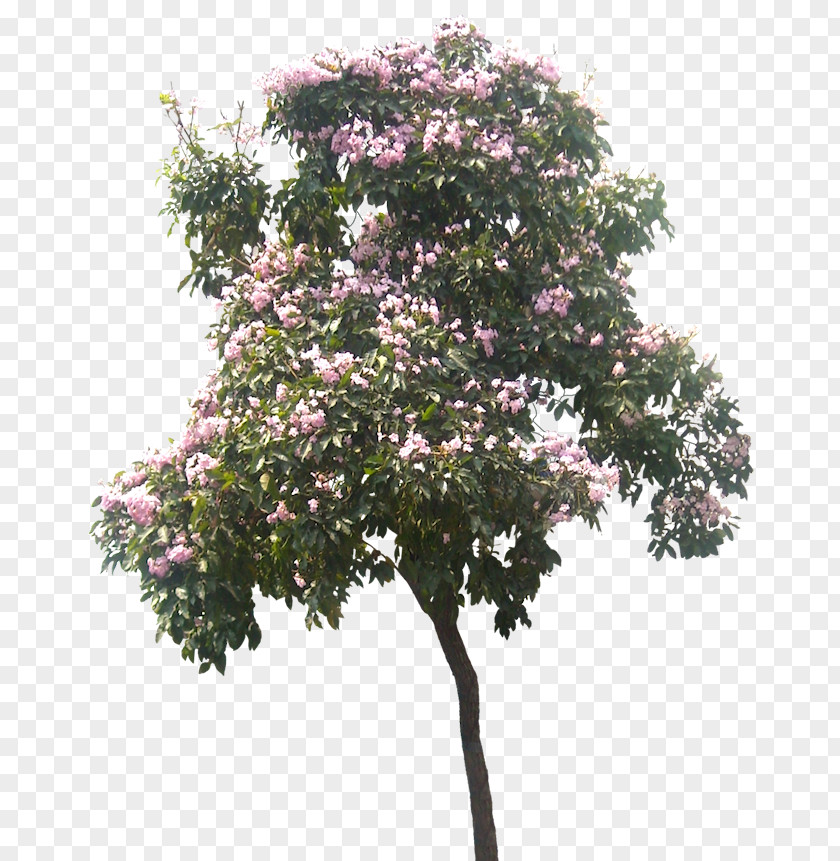 Tropical Plant Tree Architecture Shrub PNG